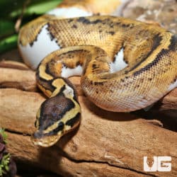 Yearling Female Pastel Enchi Pied Ball Pythons (Python regius) For Sale - Underground Reptiles