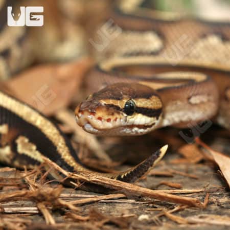 Yearling Female Super Stripe Ball Python (Python Regius) For Sale - Underground Reptiles