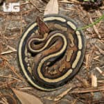 Yearling Female Super Stripe Ball Python (Python Regius) For Sale - Underground Reptiles