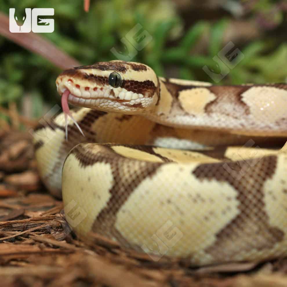 Yearling Male Enchi Firefly Ball Python For Sale - Underground Reptiles