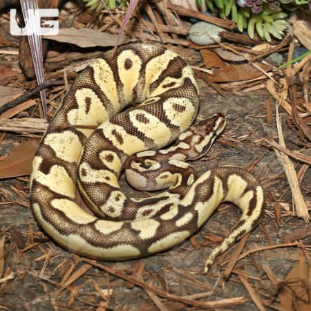 Enchi Firefly Ball Python, yearling female, showcasing vibrant yellow and brown pattern.