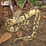 Yearling Male Enchi Firefly Ball Python (Python Regius) For Sale - Underground Reptiles