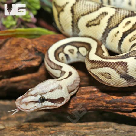 GHI Superfly Ball Pythons (Python regius) for sale