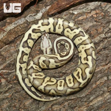 GHI Superfly Ball Pythons (Python regius) for sale