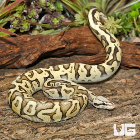 GHI Superfly Ball Pythons (Python regius) for sale