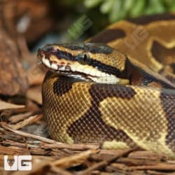 Yearling Male Leopard Enchi Ball Python (Python Regius) For Sale - Underground Reptiles