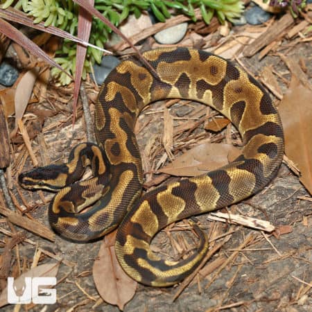 Yearling Male Leopard Enchi Ball Python (Python Regius) For Sale - Underground Reptiles