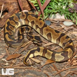 Yearling Male Leopard Enchi Ball Python (Python Regius) For Sale - Underground Reptiles