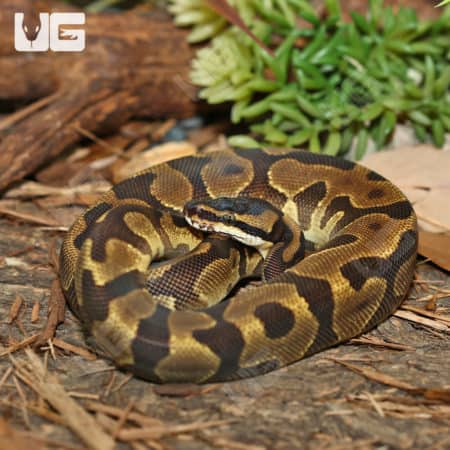Yearling Male Leopard Enchi Ball Python (Python Regius) For Sale - Underground Reptiles
