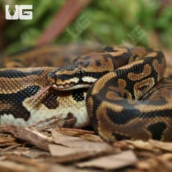 Yearling Male Enchi Firefly Ball Python (Python Regius) For Sale - Underground Reptiles