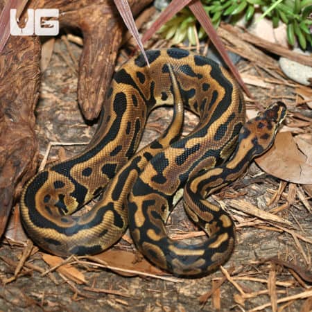 Yearling Male Enchi Firefly Ball Python (Python Regius) For Sale - Underground Reptiles