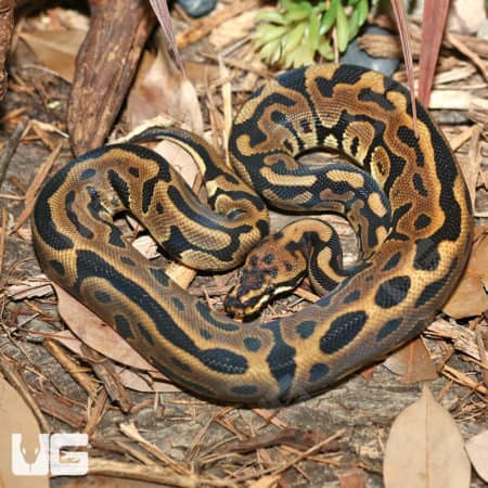 Yearling Male Enchi Firefly Ball Python (Python Regius) For Sale - Underground Reptiles