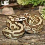 Leopard Spotnose Lesser Ball Pythons (Python regius) For Sale - Underground Reptiles