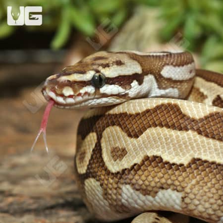 Leopard Spotnose Lesser Ball Pythons (Python regius) For Sale - Underground Reptiles