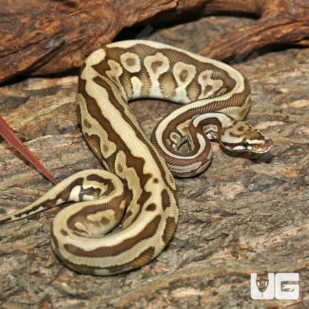 Leopard Spotnose Lesser Ball Pythons (Python regius) For Sale - Underground Reptiles
