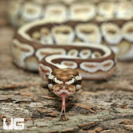 Yearling Male Lesser Spotnose Ball Pythons (Python regius) For Sale - Underground Reptiles