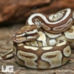 Yearling Male Lesser Spotnose Ball Pythons (Python regius) For Sale - Underground Reptiles