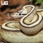 Pastel Super Stripe Ball Pythons (Python regius) for sale