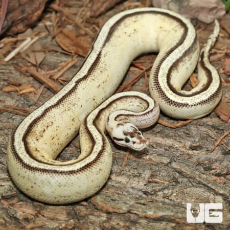 Pastel Super Stripe Ball Pythons (Python regius) for sale