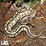 Yearling Male Super Orange Dream Pastave Ball Python (Python regius) For Sale - Underground Reptiles