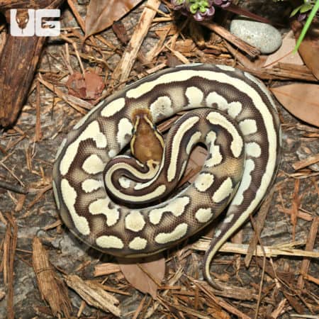 Yearling Male Super Orange Dream Pastave Ball Python (Python regius) For Sale - Underground Reptiles
