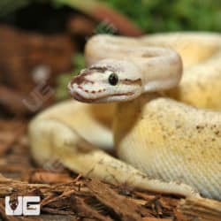 Yearling Male Super Pastel Calico Poss BH YB Ball Python (Python Regius) For Sale - Underground Reptiles