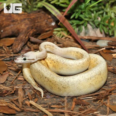 Super Pastel Calico Ball Python, yearling male with vibrant colors and unique pattern.