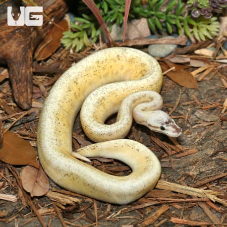 Super Pastel Calico Poss BH YB Ball Python on forest floor with leaves and plants.