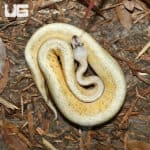 Yearling Male Super Pastel Calico Poss BH YB Ball Python (Python Regius) For Sale - Underground Reptiles