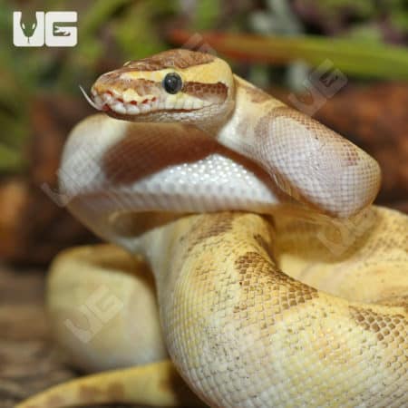 Super Pastel Mojave Fire Enchi Ball Pythons (Python regius) For Sale - Underground Reptiles