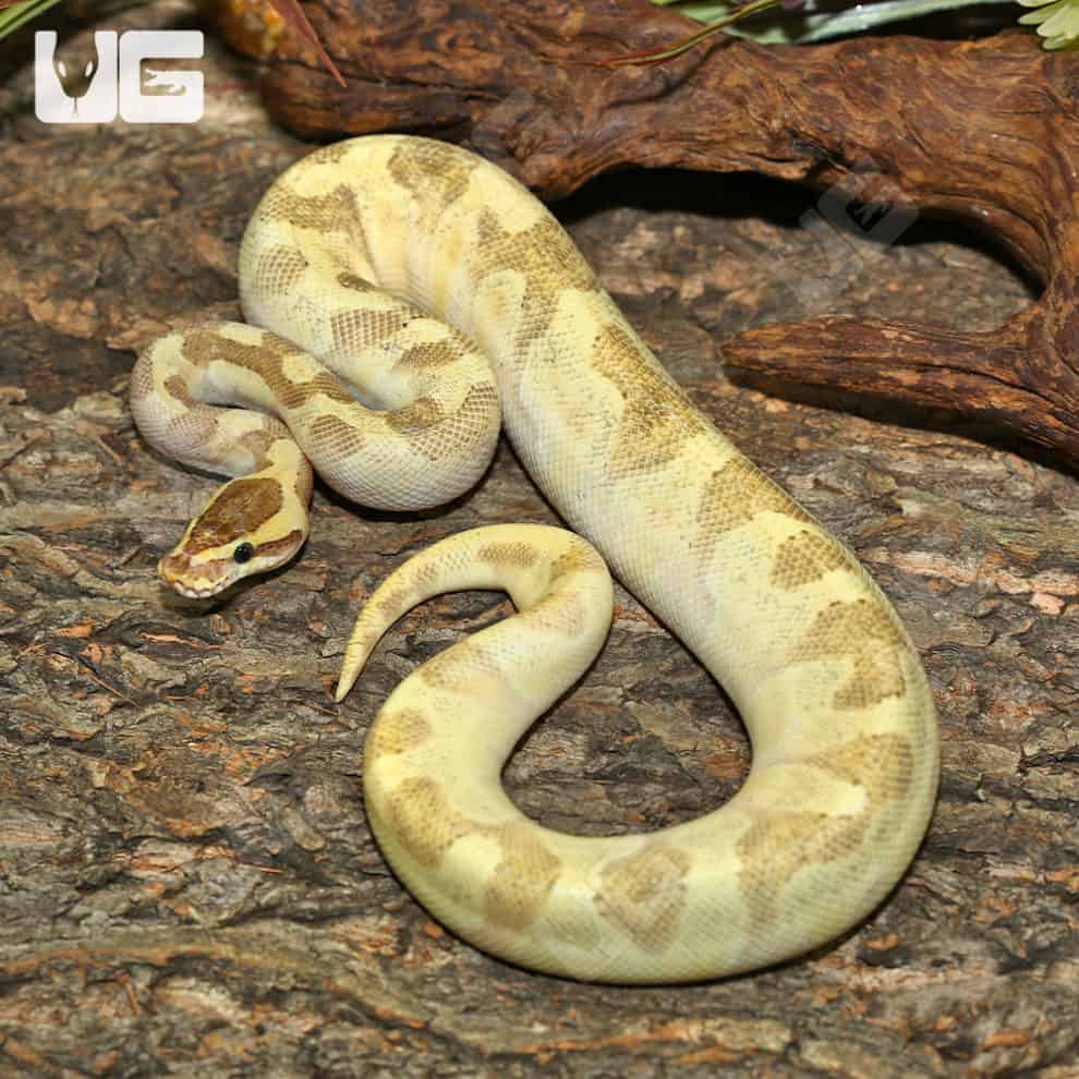 Yearling Female Super Mojave Fire Enchi Ball Python For Sale ...