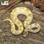 Super Pastel Mojave Fire Enchi Ball Pythons (Python regius) For Sale - Underground Reptiles