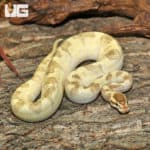 Super Pastel Mojave Fire Enchi Ball Pythons (Python regius) For Sale - Underground Reptiles