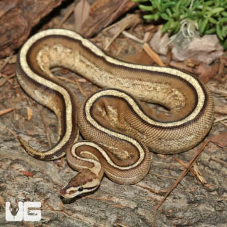 Super Stripe Ball Pythons (Python regius) for sale