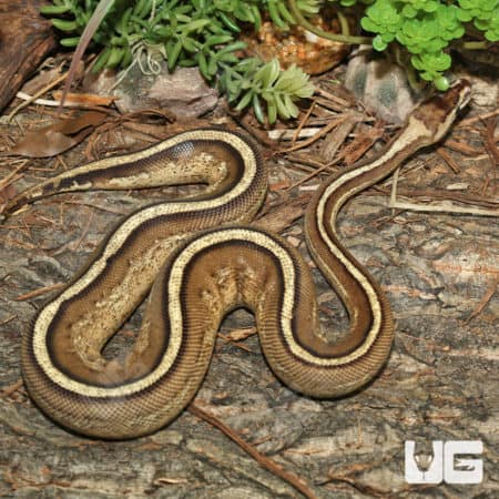 Super Stripe Ball Pythons (Python regius) for sale