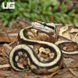 Yearling Male Super Stripe Ball Python #1 (Python Regius) For Sale - Underground Reptiles