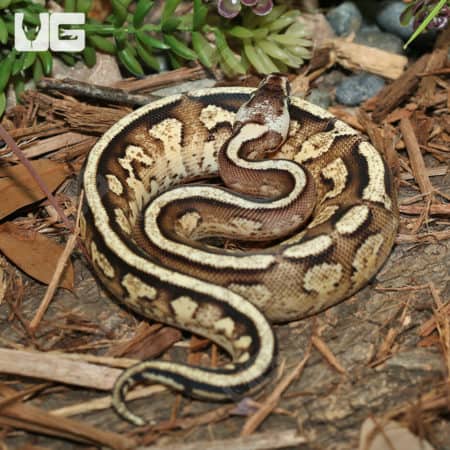 Yearling Male Super Stripe Ball Python #1 (Python Regius) For Sale - Underground Reptiles