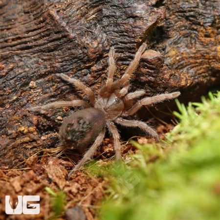 Aphonopelma sp. "Oaxaca" (Aphonopelma sp. "Oaxaca" ) for sale