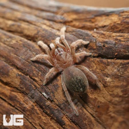 Aphonopelma sp. "Oaxaca" (Aphonopelma sp. "Oaxaca" ) for sale