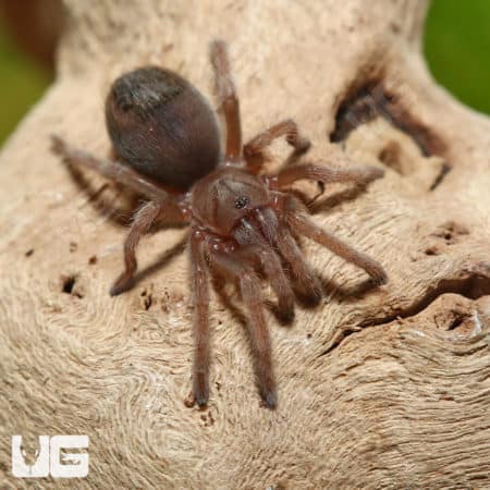 Aphonopelma sp. "Oaxaca" (Aphonopelma sp. "Oaxaca" ) for sale