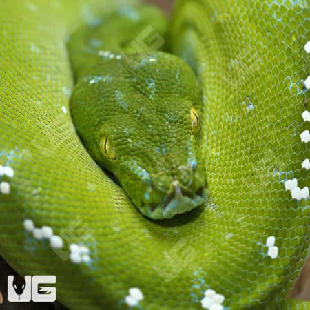 Adult Aru Green Tree Pythons (Morelia viridis) For Sale - Underground Reptiles