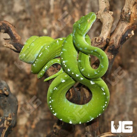 Adult Aru Green Tree Pythons (Morelia viridis) For Sale - Underground Reptiles