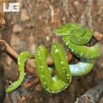 Adult Aru Green Tree Pythons (Morelia viridis) For Sale - Underground Reptiles