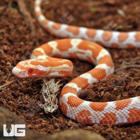 Creamsicle Cornsnake on soil, showcasing vibrant orange and white pattern.