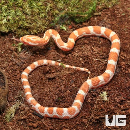 Baby Creamsicle Cornsnake (Pantherophis guttatus) For Sale - Underground Reptiles