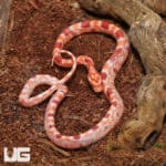 Baby Red Zep Cornsnake (Pantherophis guttatus) For Sale - Underground Reptiles