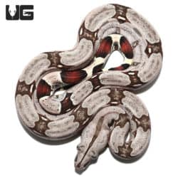 Baby Guyana Redtail Boa (Boa c. constrictor) for sale