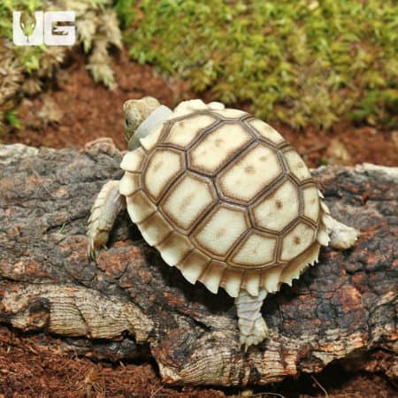 Baby Sulcata Tortoises For Sale - Underground Reptiles