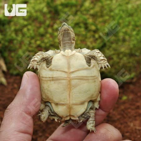 Baby Sulcata Tortoises (Centrochelys sulcata) For Sale - Underground Reptiles