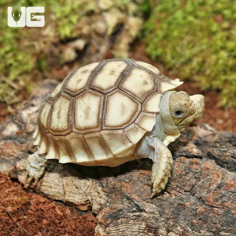 Baby Sulcata Tortoises For Sale - Underground Reptiles